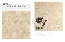 TIBUR Original_Page_6_Image_0001_Page_5.webp